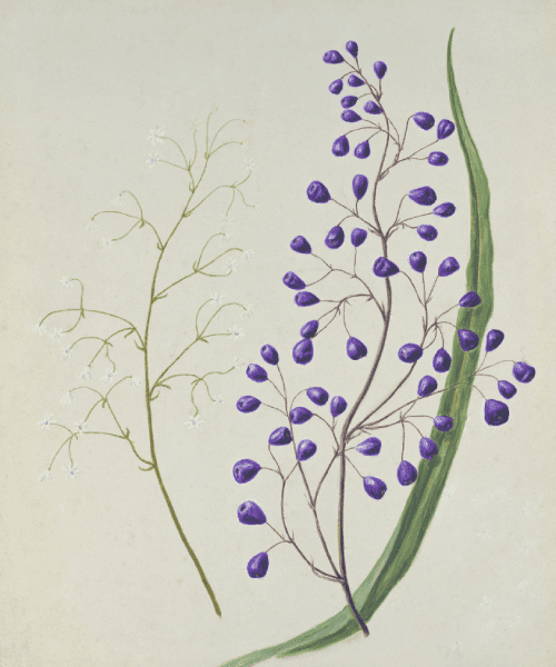 dibujo flores moradas