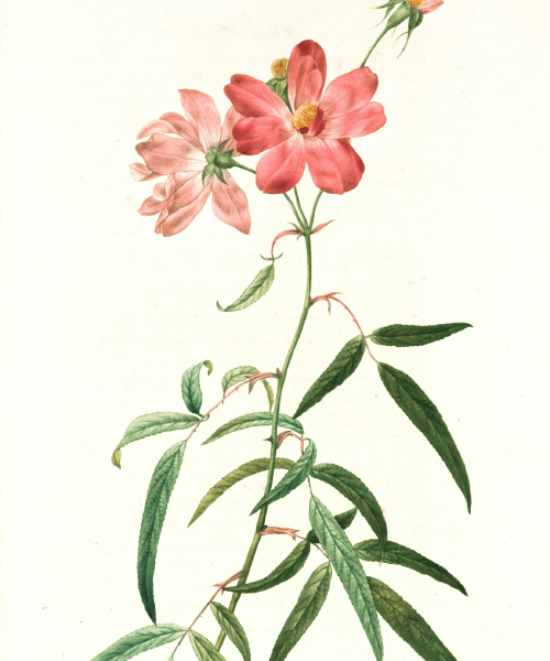 dibujo flores rosas